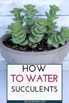 a potted plant with the title how to water succulents on it