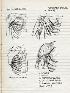 the muscles and their functions are shown in this handout from an instruction manual for students