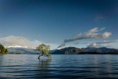 a lone tree sitting in the middle of a body of water with mountains in the background