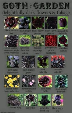 an image of different flowers and foliages in the garden for each type of plant