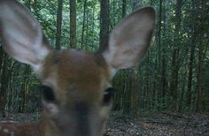 a deer is looking at the camera with trees in the background