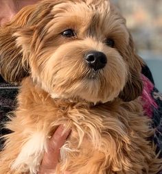 a woman holding a small brown dog in her arms