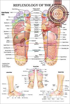 Acupuncture Points Chart, Ear Reflexology, Anatomy Chart, Reflexology Foot Chart, Acupuncture Point, Foot Reflexology Massage, Hand Reflexology, Reflexology Chart, Reflexology Massage