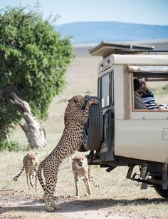 a mother cheetah and her two cubs playing in the back of a vehicle