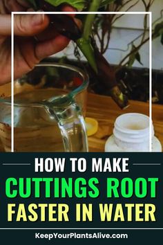 how to make cuttings root faster in water - keep your plants alive with this simple trick