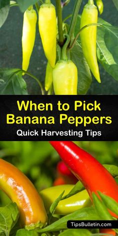 bananas and peppers growing in the garden with text overlay