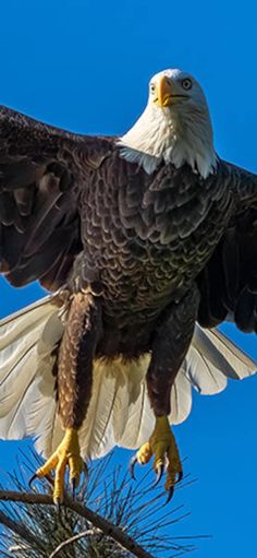 an eagle spreads its wings while perched on top of a tree branch in front of a blue sky