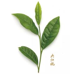 two green leaves are shown on a white surface with spices scattered around them and the top part of the leaf is slightly splayed off