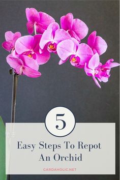 purple flowers with the title 5 easy steps to repot an orchid