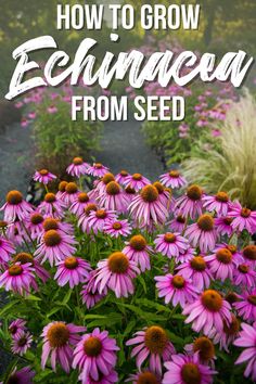 purple flowers with the words how to grow echineon from seed in front of them