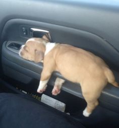 a brown and white dog laying in the passenger seat of a car with it's head on the door handle