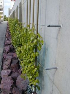 some plants growing on the side of a building