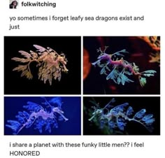 four different types of sea plants with caption that reads, if you sometimes forget they're dead