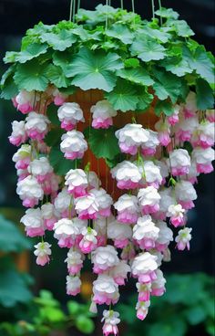 pink and white flowers hanging from a green plant