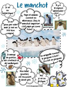 an image of penguins and penguins in the snow with caption bubbles above them that say, le manchot