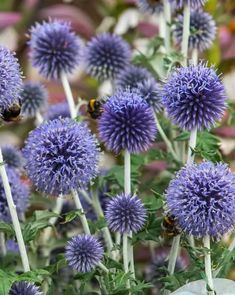 purple flowers with bees on them in a garden