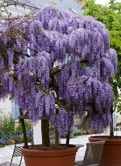 purple flowers are growing on the branches of a tree in a potted planter