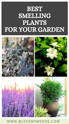 the best smelling plants for your garden