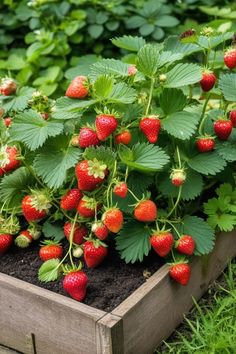 strawberries are growing in a wooden box on the ground