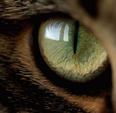 a cat's eye with the reflection of trees in its iris, as seen from behind