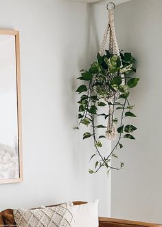 a living room with a couch and potted plant hanging on the wall above it