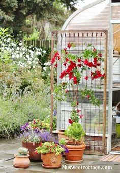 several potted plants in front of a greenhouse with red and white flowers growing on it