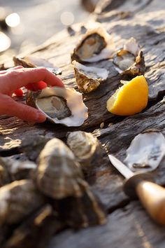 a person is picking up oysters from the shell with a lemon slice on it