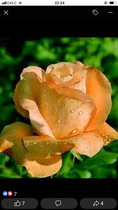 an orange rose with water droplets on it's petals is shown in the instagram