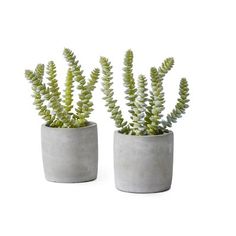 two potted plants sitting next to each other on a table