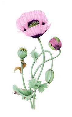 Poppy Botanical Illustration, Poppies Craft, Poppies Poem, Poppyseed Chicken, Poppy Illustration, Poppy Botanical, Poppy Flower Art, Poppy Flower Tattoo, Poppy Tattoo