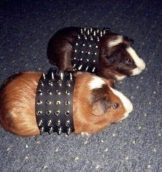 two brown and white dogs wearing spiked collars on their heads, sitting on the floor