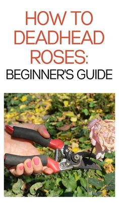 a person holding scissors in their hands with the title how to deadhead roses beginner's guide