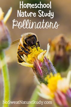 a bee on a flower with the words homeschool nature study pollinations