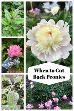 different types of flowers and plants with the words when to cut back peonies