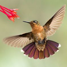 a hummingbird flying next to a flower with its wings spread open and it's head in the air