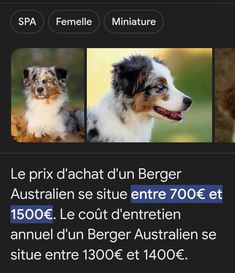 three different dogs are shown in this screenshot from the webpage, which is showing them