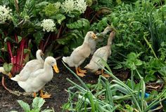 three ducks are walking around in the garden