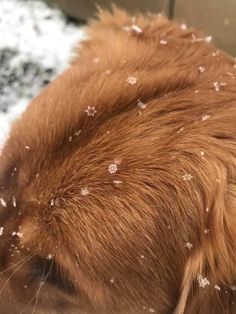 a brown dog with white snow on it's fur is looking at something in the distance