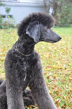 a black poodle sitting in the grass