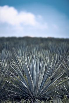 an agavena plant in the middle of a field