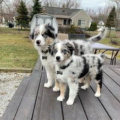 two black and white dogs standing on top of a wooden deck