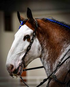 a brown and white horse with blue braids on it's bridle