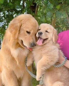 a woman holding two puppies in her arms while they are being held by someone