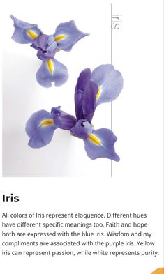 an iris flower is shown in the bottom left corner and on the top right side