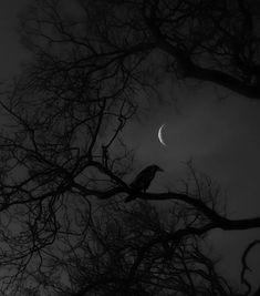 a bird sitting on top of a tree next to a half moon in the sky