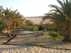 a small pond surrounded by palm trees in the desert