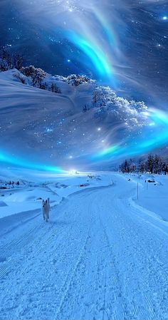 two dogs walking down a snow covered road under an auroral sky with stars and lights