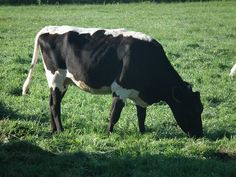 a black and white cow eating grass in a field