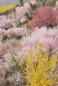 a bush with yellow and pink flowers in the foreground, surrounded by other bushes