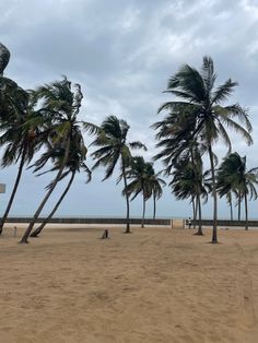 palm trees blowing in the wind on a beach